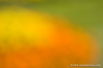 _MG_4806-2