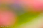 _MG_4807-2