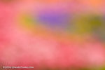 _MG_4808-2