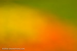 _MG_4810-2