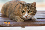 _MG_4545-2
