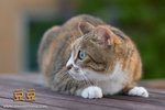 _MG_4553-2