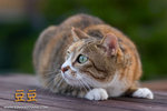 _MG_4554-2