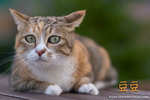 _MG_4558-2