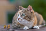 _MG_4560-2