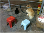 iIMG_0063