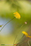 _MG_8788-2