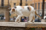 _MG_9558-2