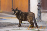 _MG_9014-2