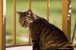 _MG_9016-2