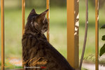_MG_9017-2