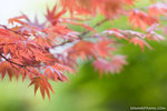 _MG_1165-2