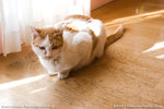 _MG_0155-2