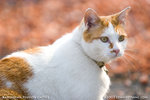 _MG_1247-2