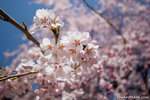 _MG_0290-2