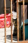 _MG_0394-2
