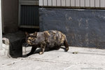 _MG_0411-2