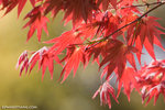 _MG_0624-2