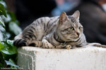 _MG_0804-2