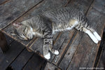 a745C3375
