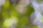 _MG_8310-2