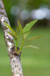 _MG_8313-2