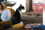 _MG_8366-2
