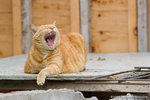 _MG_3369-2