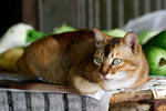 _MG_3260-2