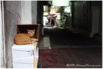 aIMG_1742