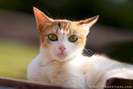 _MG_1803-2