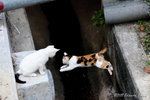 aIMG_7120