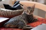 _MG_2666-2