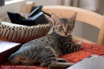 _MG_2668-2