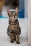 _MG_2686-2