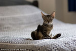 _MG_2726-2
