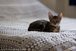 _MG_2729-2