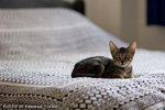 _MG_2731-2