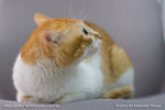 _MG_2532-2