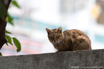 _MG_1872-2