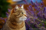 _MG_7524-2