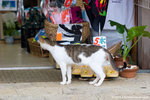 b_MG_5448