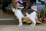 b_MG_5451