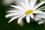 _MG_2345-2