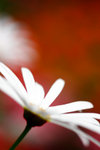 _MG_2352-2