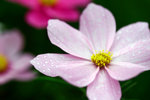 _MG_2386-2