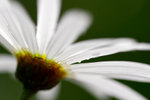 _MG_2405-2