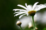 _MG_2409-2