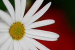 _MG_2411-2