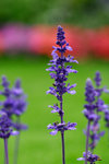 _MG_2435-2